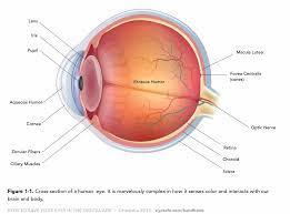 What part of the eye contains the photoreceptors?