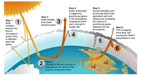 What is the term for the increase in average global temperatures due to human activities?