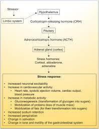 Which hormone is typically associated with stress during heartbreak?