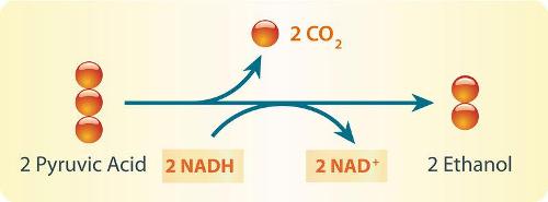 Which type of alcohol is produced from fermented grains or fruits?