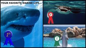 What is your favorite marine environment?