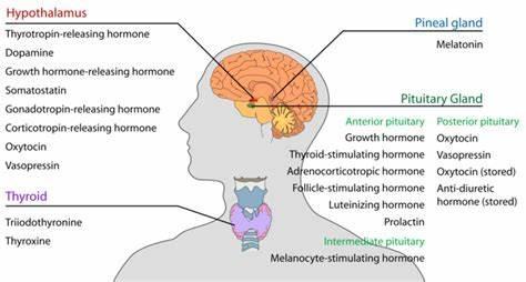 What is the purpose of the endocrine system?