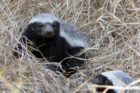 Who is known as 'The Honey Badger'?