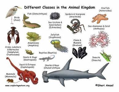 Which animal do you relate to the most?