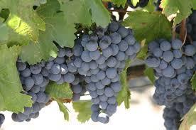 In which country did Malbec originate?