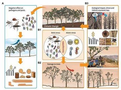 Which of the following is a biotic factor in an ecosystem?