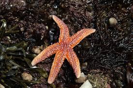 What is the primary diet of a sea star?