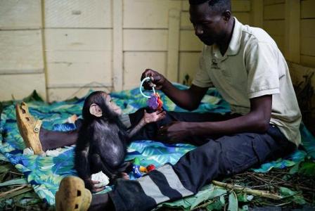 What is the best way to gain the trust of a chimp?