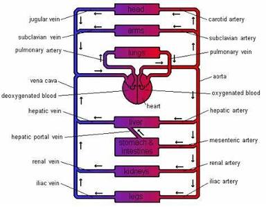 Which organ system is responsible for circulating blood throughout the body?