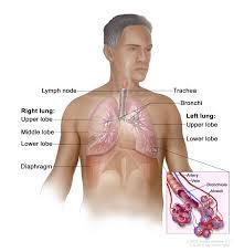 Where in the body would you find alveoli?