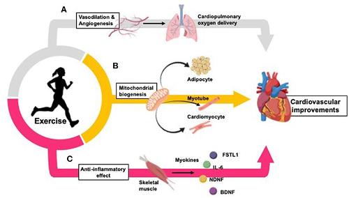 How does aerobic kickboxing improve cardiovascular health?