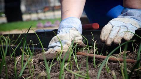 What is your preferred gardening task?