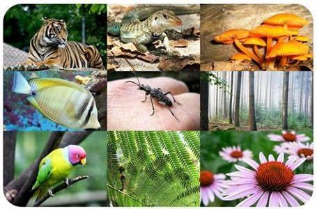 What is the term for the variety of life in a particular habitat or ecosystem?