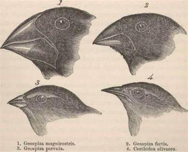 Which scientist is known for his work in studying the evolution of finches on the Galápagos Islands?