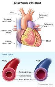 Which type of blood vessel carries blood away from the heart?