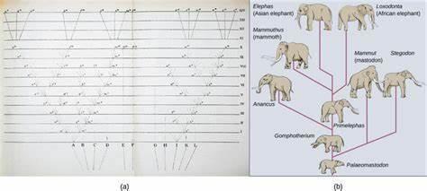 What term describes the process where new species form?