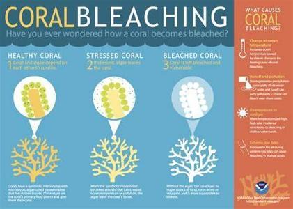 What is the main cause of coral reef bleaching?