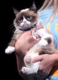 What animal is Grumpy Cat?