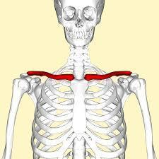 Which bone is known as the collarbone?