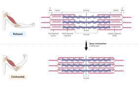 What is the name of the protein responsible for muscle contraction?