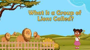 What is a group of lions called?