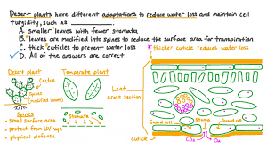 What adaptation helps desert plants conserve water?