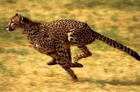 Which animal is the fastest land animal?