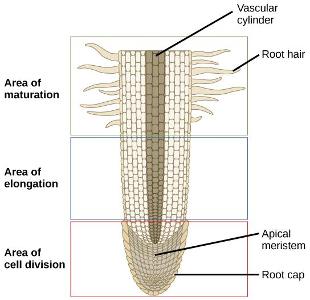 What is the main function of roots in a plant?