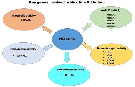 How does nicotine affect the central nervous system?