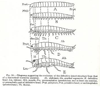 O filo dos anelídeos possui algumas semelhanças estruturais com o filo dos artrópodes. Ambos são invertebrados com morfologia externa bem segmentada. Os órgãos internos não se repetem. Existe a presença de uma epiderme secretora de quintina bem como a estrutura do sistema digestivo, entre outras semelhanças. Dessa forma, podemos afirmar que: