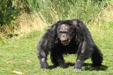 What should you do if a chimp begins to show aggressive behavior?