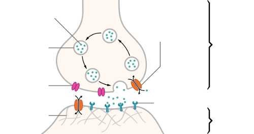 What is caffeine's primary mechanism of action in the body?