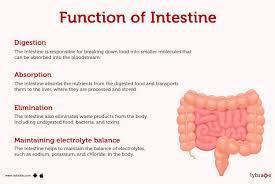 Which of the following is a primary function of the large intestine?