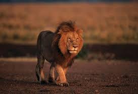 Which distinctive feature is associated with male lions?