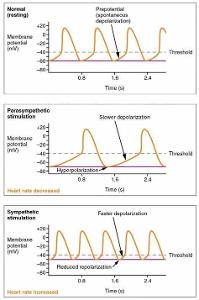 What is the normal resting heart rate range for adults?