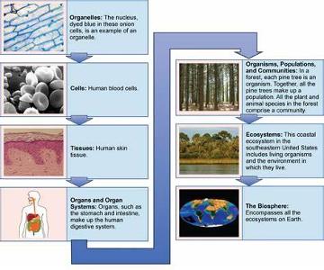 Which of the following is a characteristic of a healthy ecosystem?