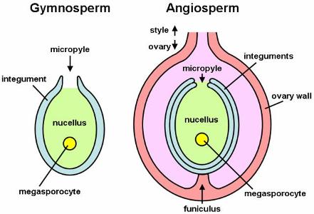 What is the reproductive structure of a gymnosperm called?