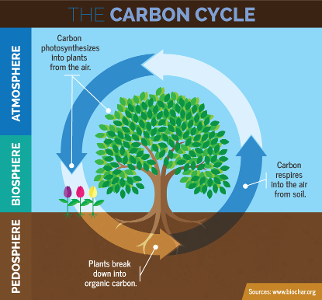 What is the term for the process of converting carbon dioxide back into oxygen through photosynthesis?