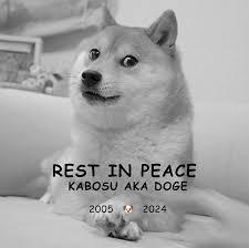 Which meme features a fluffy Shiba Inu with colorful text in Comic Sans font?