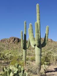 Which North American desert is known for its saguaro cactus?