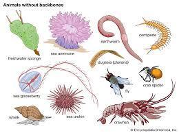 Which of these creatures is an invertebrate?