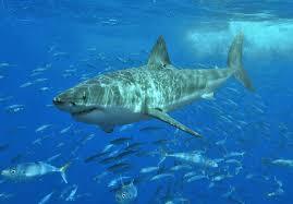 What is the scientific name for the Great White Shark?