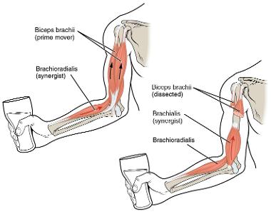 Which muscle group is targeted in a bicep curl?