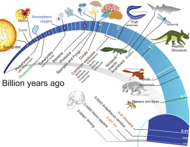 What does the theory of evolution explain about the diversity of life on Earth?