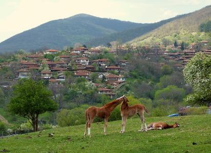 Would you rather live in an urban environment or a rural environment?