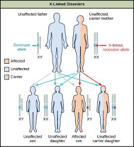 What is the study of how traits are inherited called?