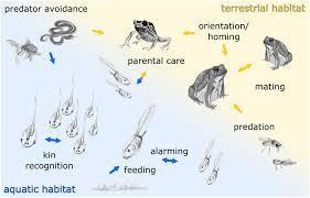 Which sensory organ do frogs rely on most for hunting?