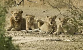 What is a group of lions called?