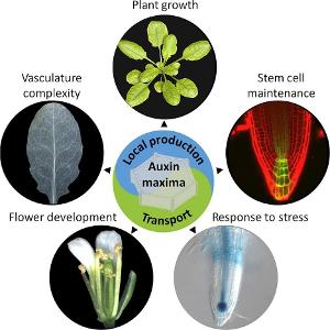 Which plant hormone promotes cell growth and division?