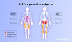 Step aerobics primarily targets which muscle group?